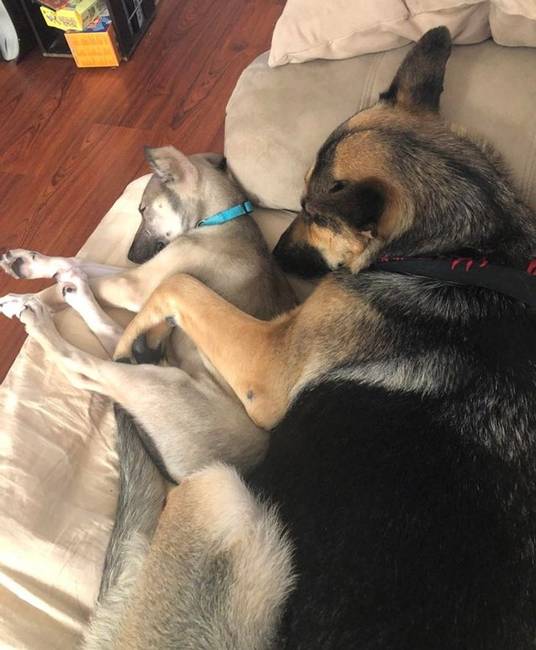 „A németjuhászom álterhes volt, ezért örökbe fogadtam neki egy németjuhász és alaszkai husky keverék kutyust."