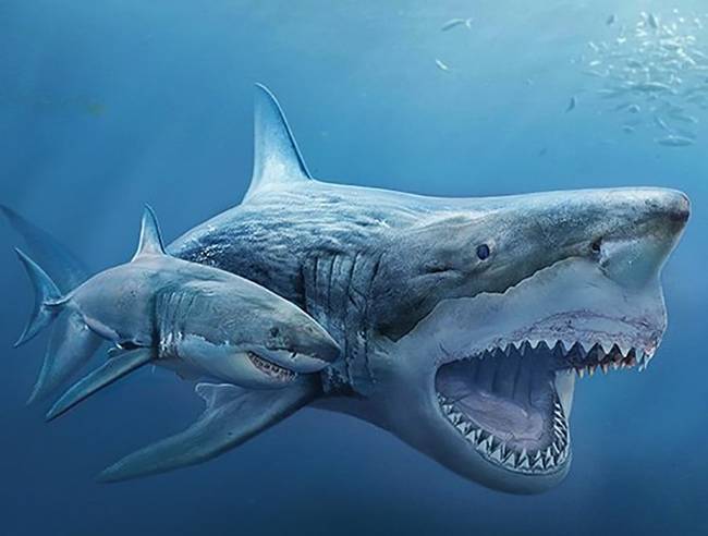 Fehér cápa egy kihalt Megalodonhoz képest.