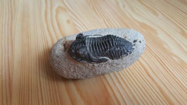 Ez a marokkóban talált trilobita körülbelül 400 millió éves.