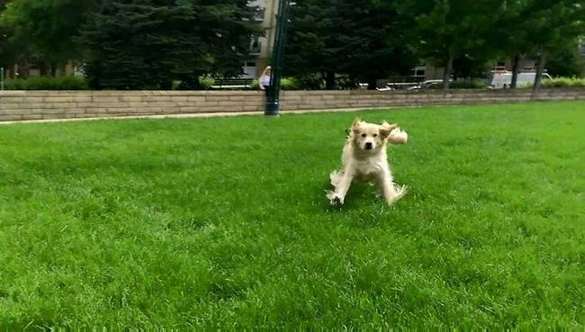 Egy Golden retriever reakciója, miután 9 hónapig nem látta a gazdáját.