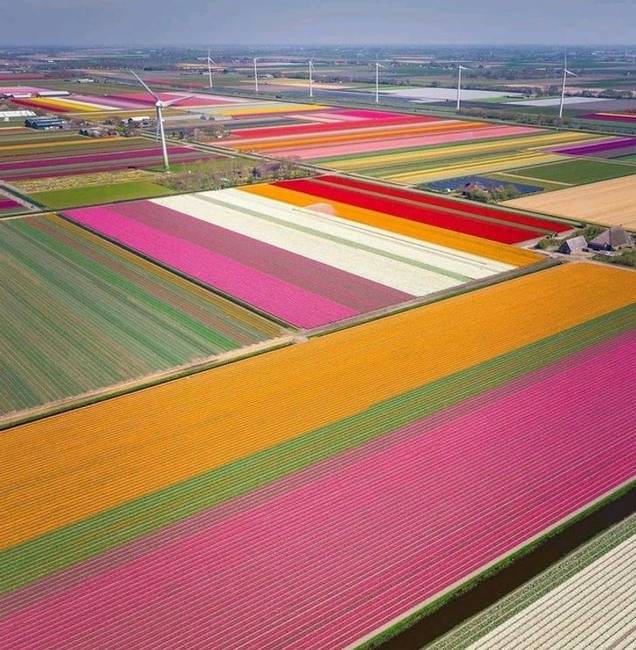 Tulipánmezők Hollandiában.