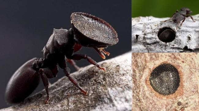A Cephalotes hangyák veszély esetén a fejükkel zárják le a hangyaboly bejáratát.