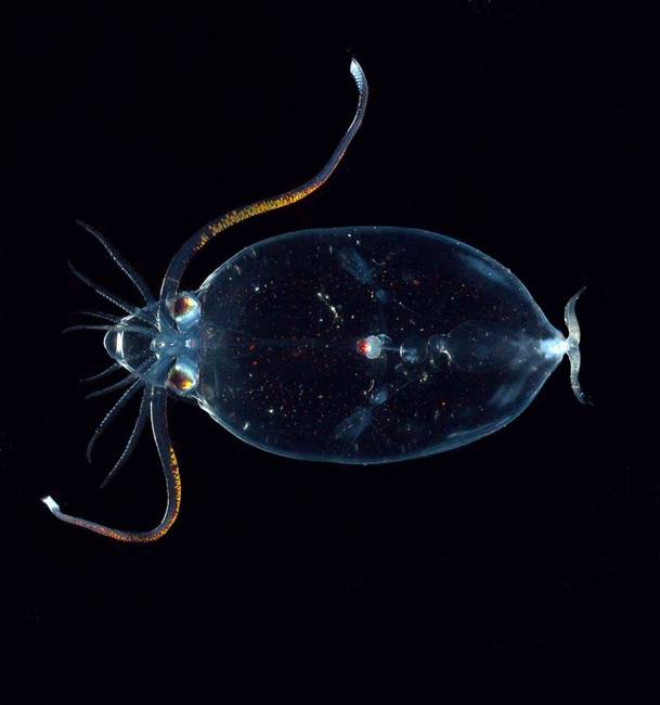 Cranchiidae