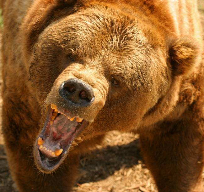 A grizzly medvéknek olyan erős a harapásuk, hogy akár egy bowling-golyót is képesek szétroppantani.