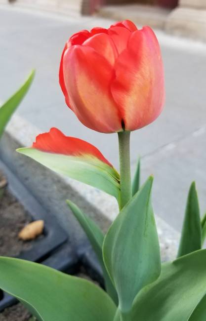 Ennek a tulipánnak a levele félig szirommá alakult.