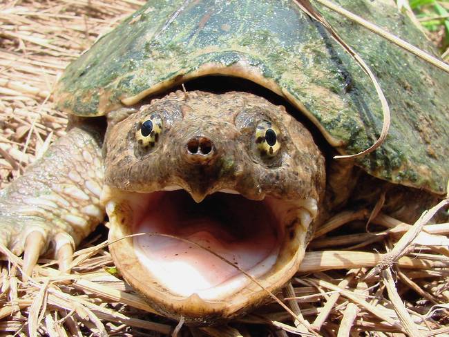 A teknősöknek egyáltalán nincs foga, ehelyett hegyes csőrük van, mint a madaraknak és álfogaik, melyek megakadályozzák, hogy a lenyelt zsákmány kiszabadulhasson a szájukból.