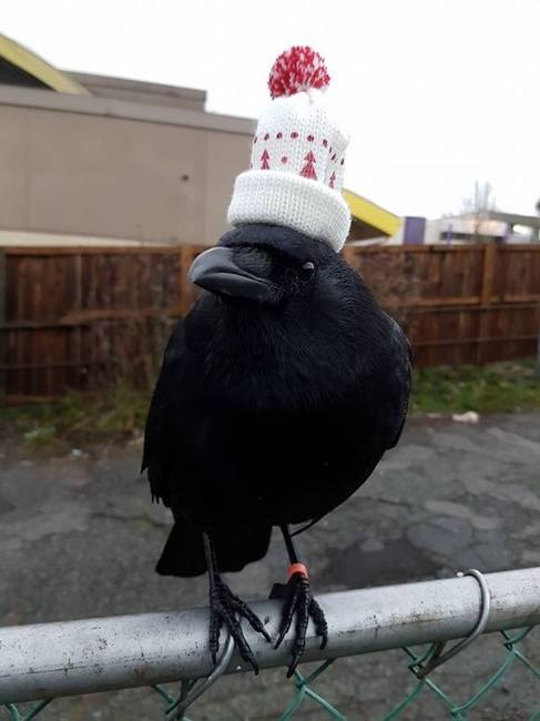 Gondolom ezt is lopta magának és nem a boltban vette… :D