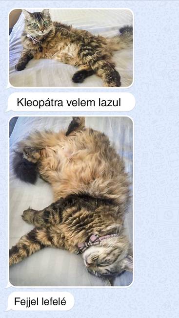 „Apám rendszeresen küld képet a macskájáról, annak ellenére, hogy ugyanabban a házban élünk."