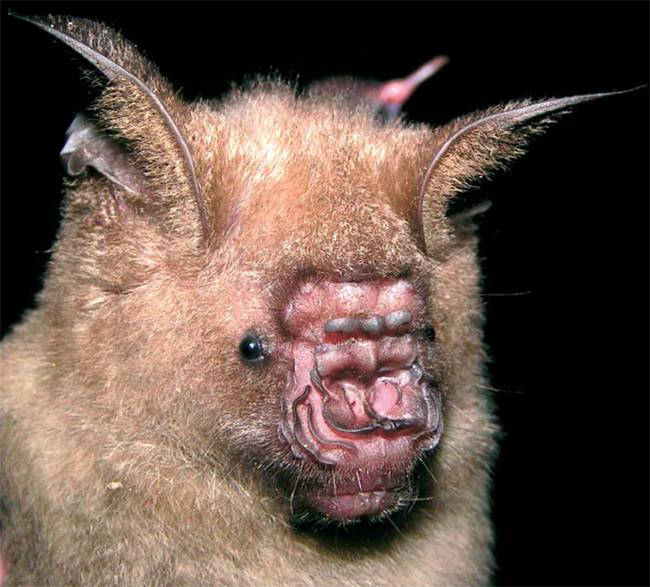 Hipposideros pendlebury.