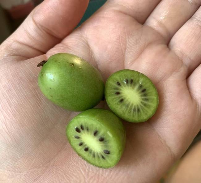 „Ez egy küllőfolyondár. Akkora, mint egy szőlő, és az íze, mint a kivi!"