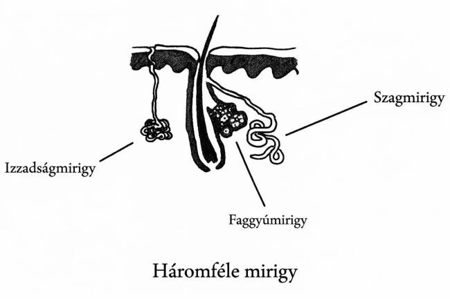 Verejték-, faggyú- és apokrin mirigyek