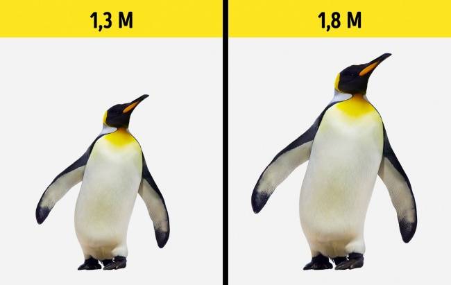 Pingvinméretek