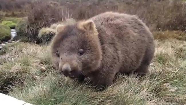 Azokat a medvéket, amik vegetáriánus életmódod élnek, vombatnak hívjuk.