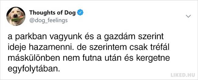 20 vicces kutyagondolat, amivel minden gazdi könnyedén képes lesz azonosulni