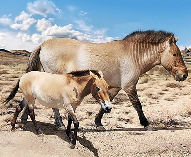 Przsevalszkij-ló egy kihalt óriáslóhoz (Equus giganteus) képest.