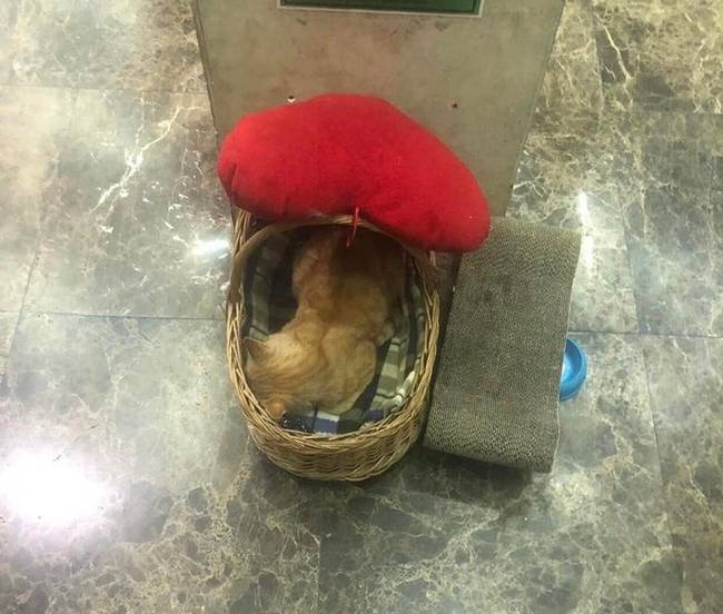 Ebben az iráni kávézóban az egyik alkalmazott egy macska. Már egyszer örökbe fogadta valaki és elvitte, de a cica visszaszökött.