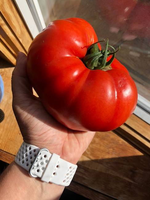 „1,3 kg paradicsomot rendeltem egy közeli szupermarketből, erre küldtek nekem egy darab 1,3 kilós paradicsomot. Soha nem láttam még ekkorát."