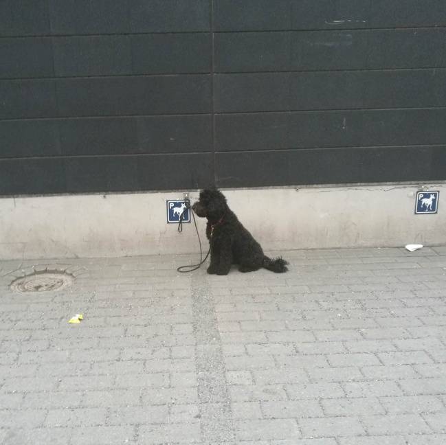 Egy finn szupermarket, ahol külön "parkolót" készítettek a kutyusoknak.