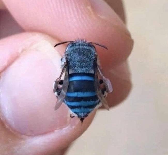 Nem minden méh sárga-fekete színű. Az amegilla cingulata például kék színű.