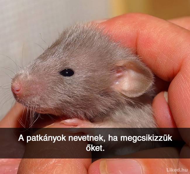 20+ örömteli tény, ami után teljesen más szemmel nézel majd a világra