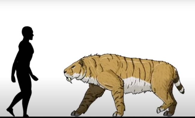 A kardfogú tigriseket valójában smilodonnak hívják.