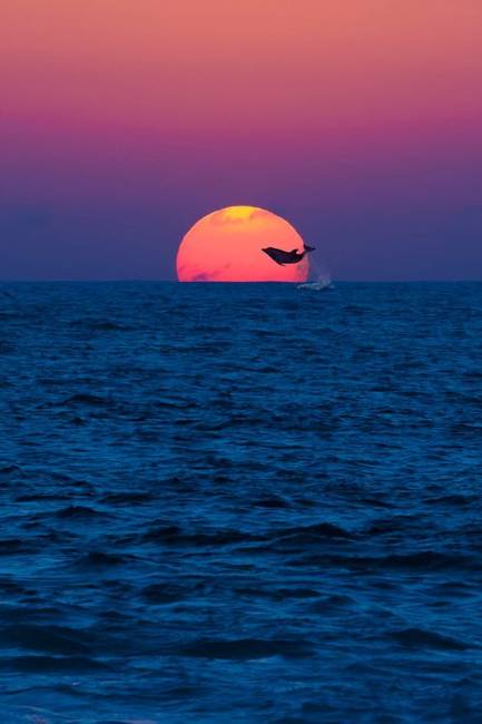 Naplementébe ugró delfin.