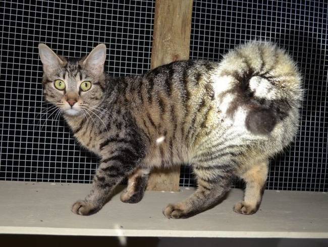 American Ringtail