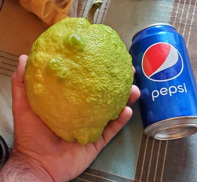 „Megdöbbentem ennek a citromnak a méretén!''