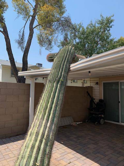 „Arizonában tilos a saguaro kaktuszok kivágása. Ez a hatalmas, 4,5 méteres darab tegnap este a szélben rádőlt a tetőmre."
