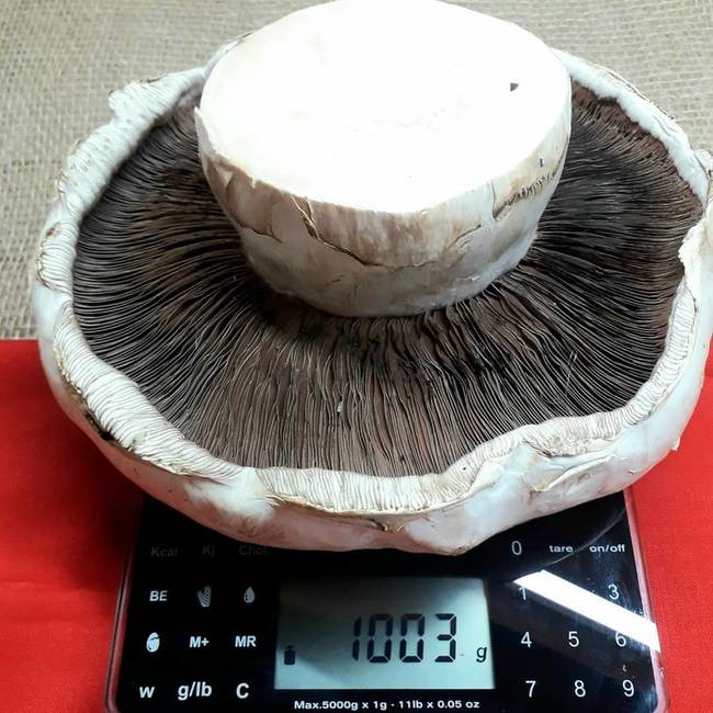 Így néz ki egy 1 kilós gomba.