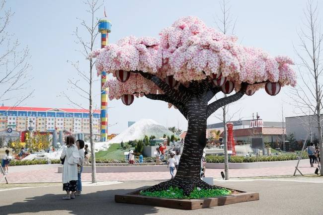 A japán Legoland-ben egy 800.000 legóból épült, életnagyságú cseresznyefa várja a látogatókat.
