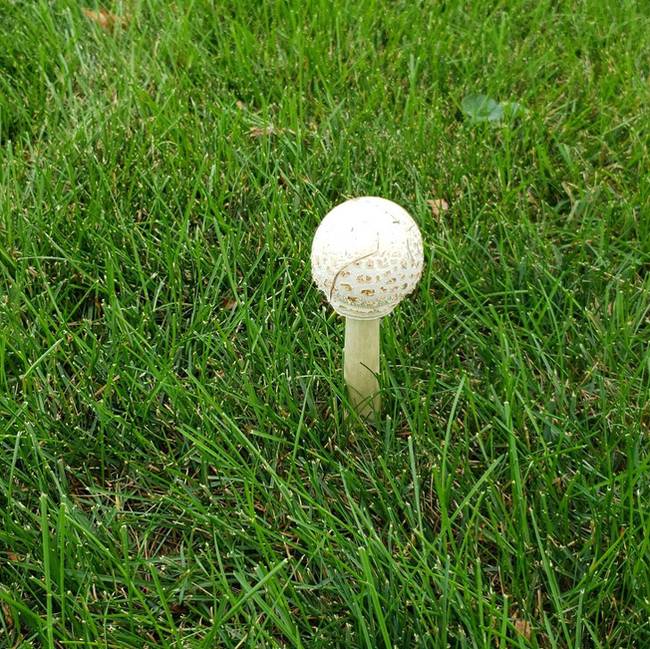 Ez a gomba épp úgy néz ki, mint egy golflabda és az állványa.
