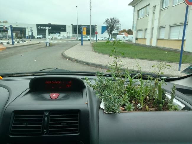 „A barátom virágokat termeszt az autójában."
