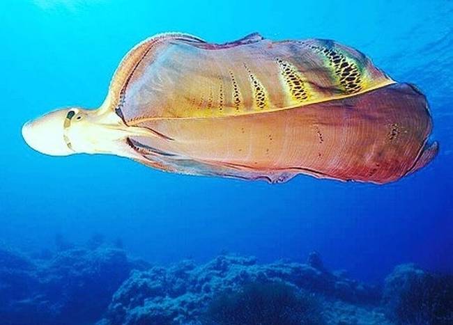 A takaró polipról vagy tudományos néven „Tremoctopus violaceus Chiaie”-ról nem csak azt kell tudni, hogy lélegzetelállító a megjelenése, de a faj nőstény egyedei százszor nagyobbak, mint a hím példányok. Nem vicc: a nőstény akár 2 méteresre is megnőhet, és 10 kilogrammot is nyomhat. Ezzel szemben a hím csupán 3 centiméter hosszú, és a súlya mindössze 0,3 gramm.