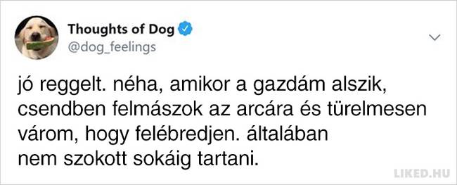 20 vicces kutyagondolat, amivel minden gazdi könnyedén képes lesz azonosulni