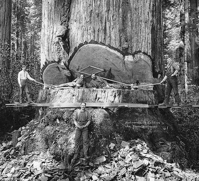 Az óriás mamutfenyők a természet egyik legtökéletesebb csodái, melyek akár akkorára is képesek nőni, mint egy 30 emeletes ház. Az aranyláz idején azonban több, mint a 90%-ukat kiirtották egy év leforgása alatt.