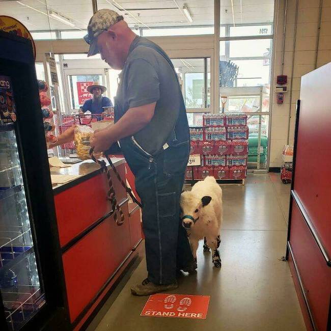 Séta a gazdival a boltba.