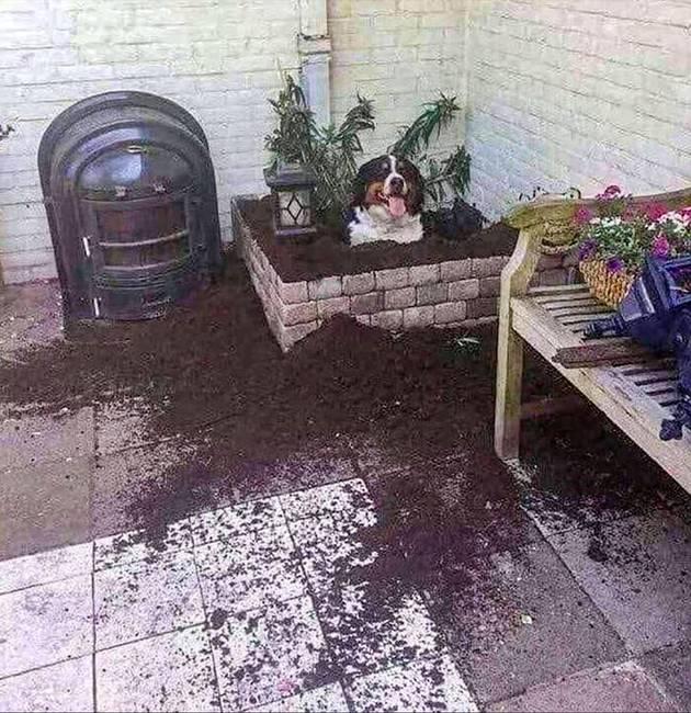 „Tudja valaki, milyen fajta virág nőtt a kertemben?!"