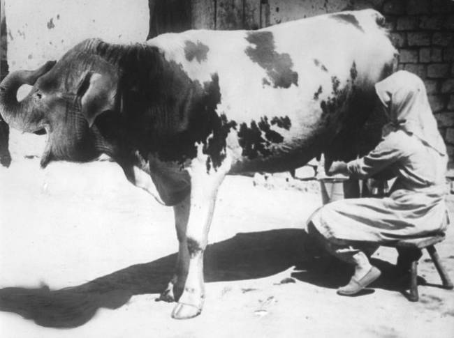 Elefántfejű tehenet fejő nő. Ezt a képet a holland Het Leven magazinban tették közzé 1932. április 1-jén, bolondok napján.