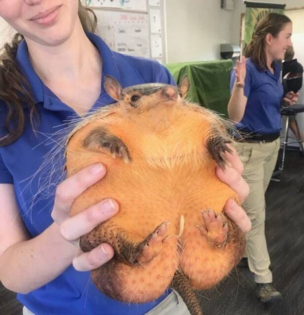 Figyeld, milyen jól termett ez az armadillo!