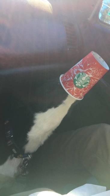 NEEM, EZ NEM EGY STARBUCKOS POHÁRBÓL KIÖMLÖTT LÖTYI, NÉZD MEG JOBBAN.