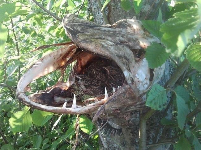 Ezek a madarak egy halott csuka szájába fészkelték be magukat.
