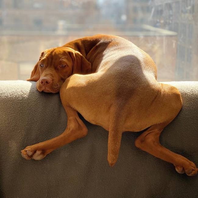 „Így pihen a kutyám."