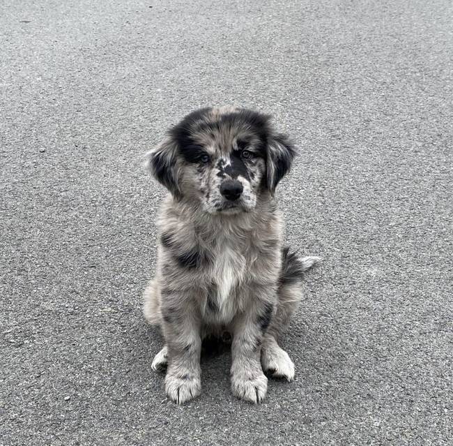 Ő itt Buddy, 9 hetes. A szülei egy golden retriever és egy ausztrál juhászkutya volt.