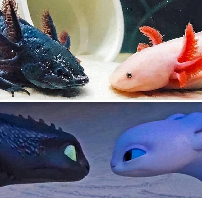 A mexikói axolotl kicsit úgy néz ki, mint a rajzfilmekből ismert sárkányok.