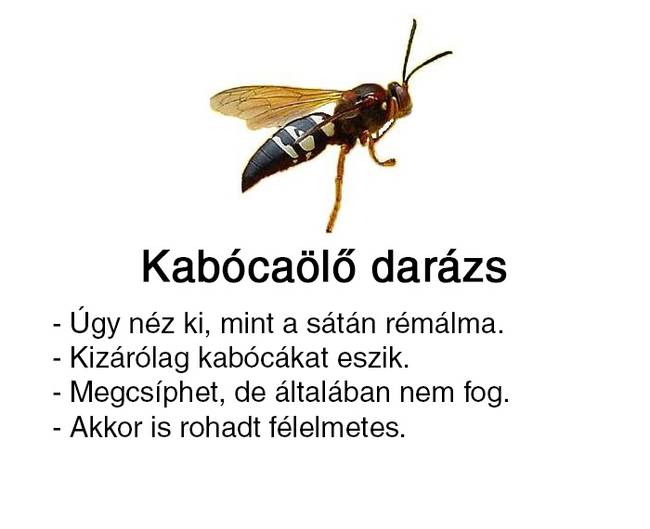 Valaki útmutatót készített a 'sárga csíkos izékhez', és ezt alighanem neked is látnod kell