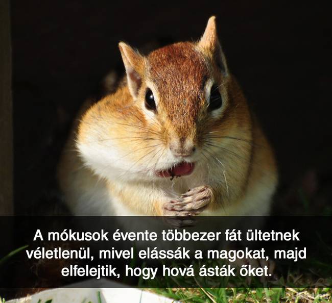 20+ örömteli tény, ami után teljesen más szemmel nézel majd a világra