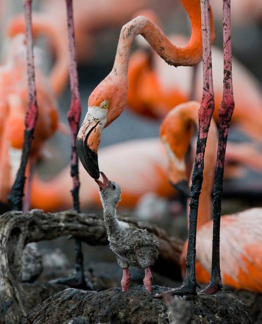A flamingók szürke tollakkal születnek, ami csak azért válik rózsaszínné, mert rengeteg rákot esznek.