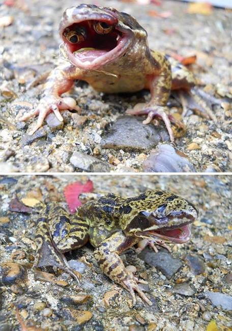 Ennek a békának a száján belülre nőttek a szemei.