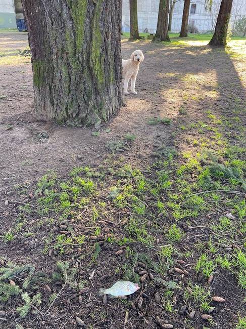 „A kutyámmal sétáltam a parkban, amikor egy hal esett le elénk az égből. Biztos, egy ragadozómadár ejtette el."